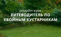 Путеводитель по хвойным кустарникам