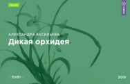 Постер: Дикая орхидея