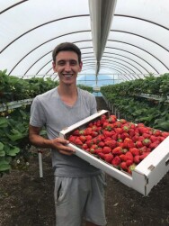 Постер: Выращивание клубники