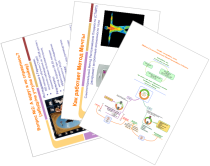 Курс
 Основы планирования семьи