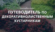 Постер: Путеводитель по декоративнолиственным кустарникам