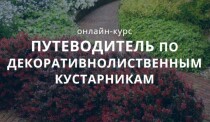 Путеводитель по декоративнолиственным кустарникам